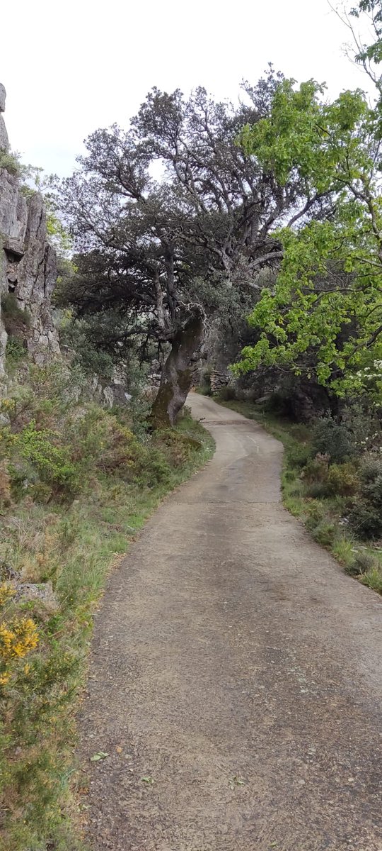 Hui hem tornat a emocionar-nos amb els preciosos roures dels Barranc dels Horts.
