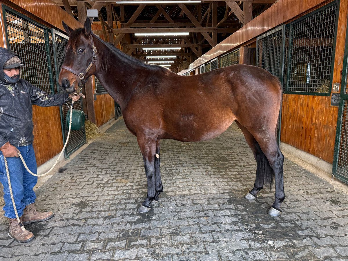 Happy Mother's Day from everyone at #MyRacehorse! 💗  

We're appreciative of all the moms out there, but today, especially for our sweet mares who are part of the Seize the Grey Broodmare bundle.  

We hope you're all spoiled today!