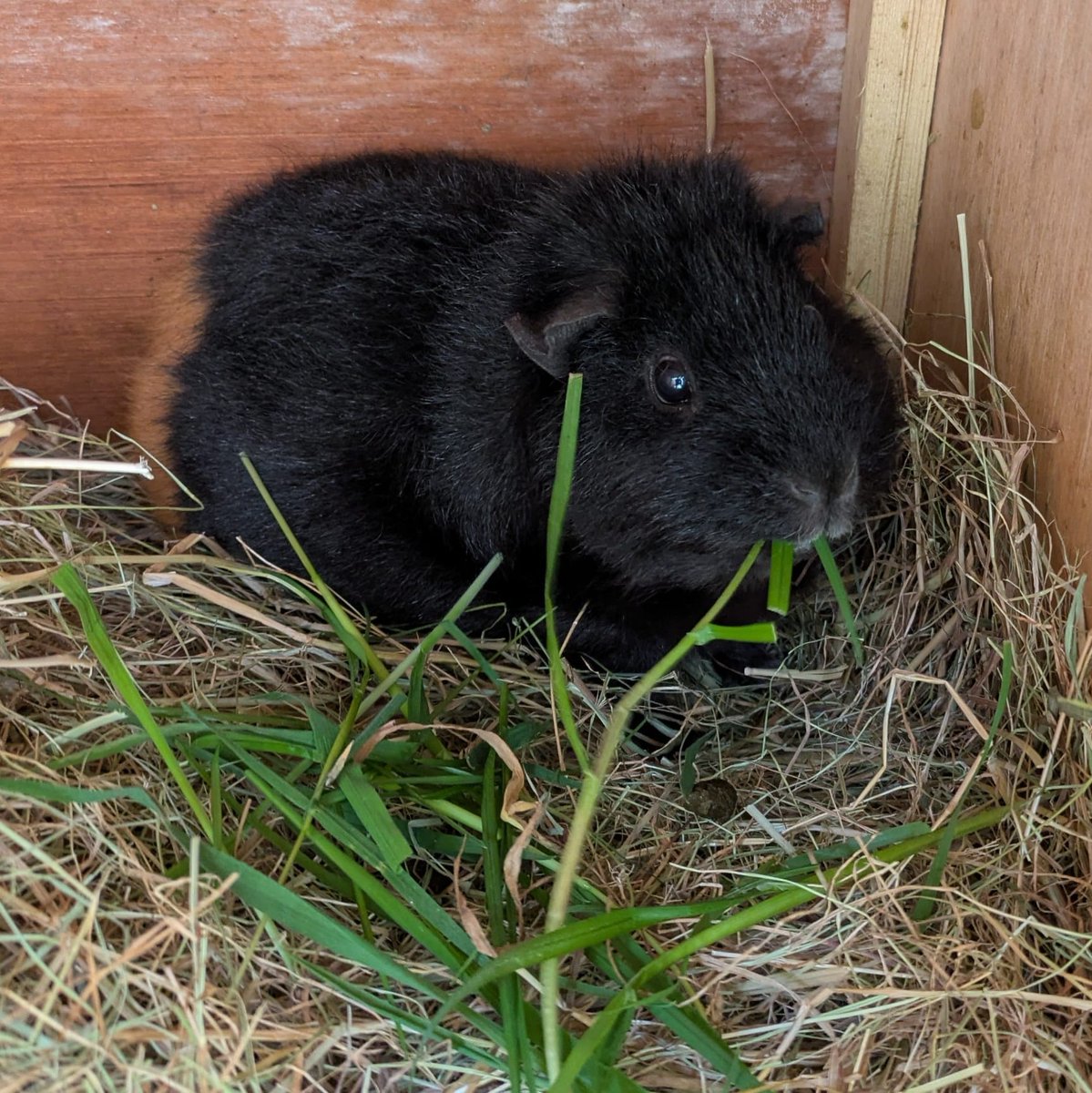 surreysqueakers's tweet photo. There won't be any unsolved mysteries around West Pigville now that we have a resident detective - say hello to Vera. https://t.co/zSUW7gvC0A