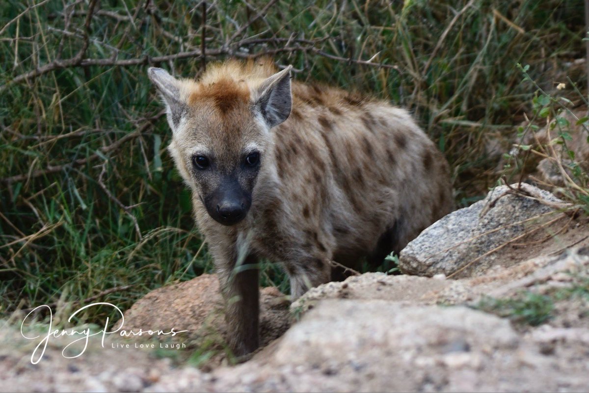 Spotted hyenas seen mostly in the late afternoon just before sunset. Gregarious but fierce hunters &amp; scavengers. Villains of the ‘lion king’ movie which is an unfair portrayal of these fascinating animals in my opinion…

#nature #wildlife #wildlifephotographer #wildandfree