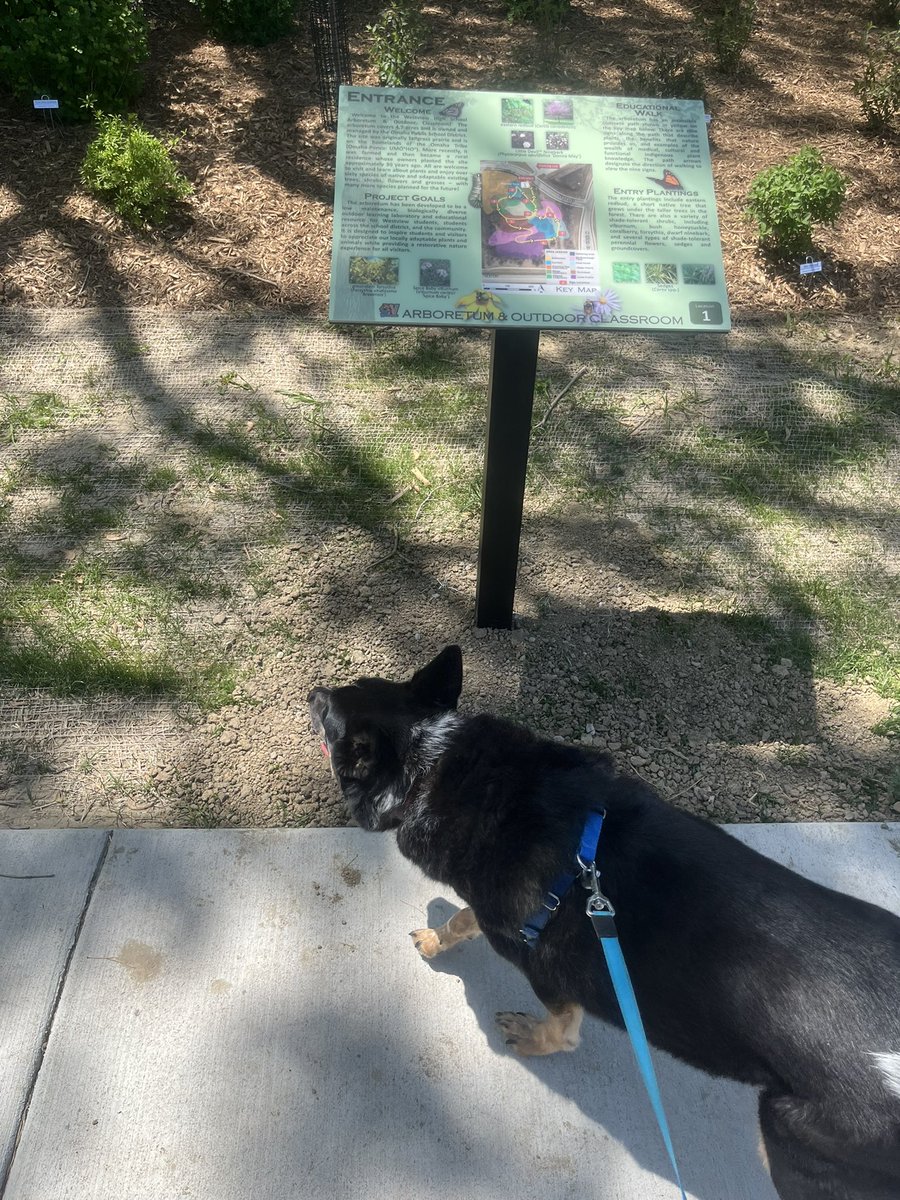GorrinJM's tweet image. Checked out the @OPS_Westview arboretum! Good work, @ArensRachael and team, it is beautiful!