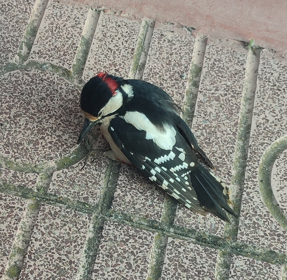 Associacioveins's tweet image. Aquesta tarda a la Colònia ens ha aparescut un ocell carpinter al Carrer Jardí, s'ha donat un cop hi ha caigut a terra.
Amb ajuda d'alguns veïns l'han agafat i l'han portat amb un lloc segur i ha pogut volar. 🐦
