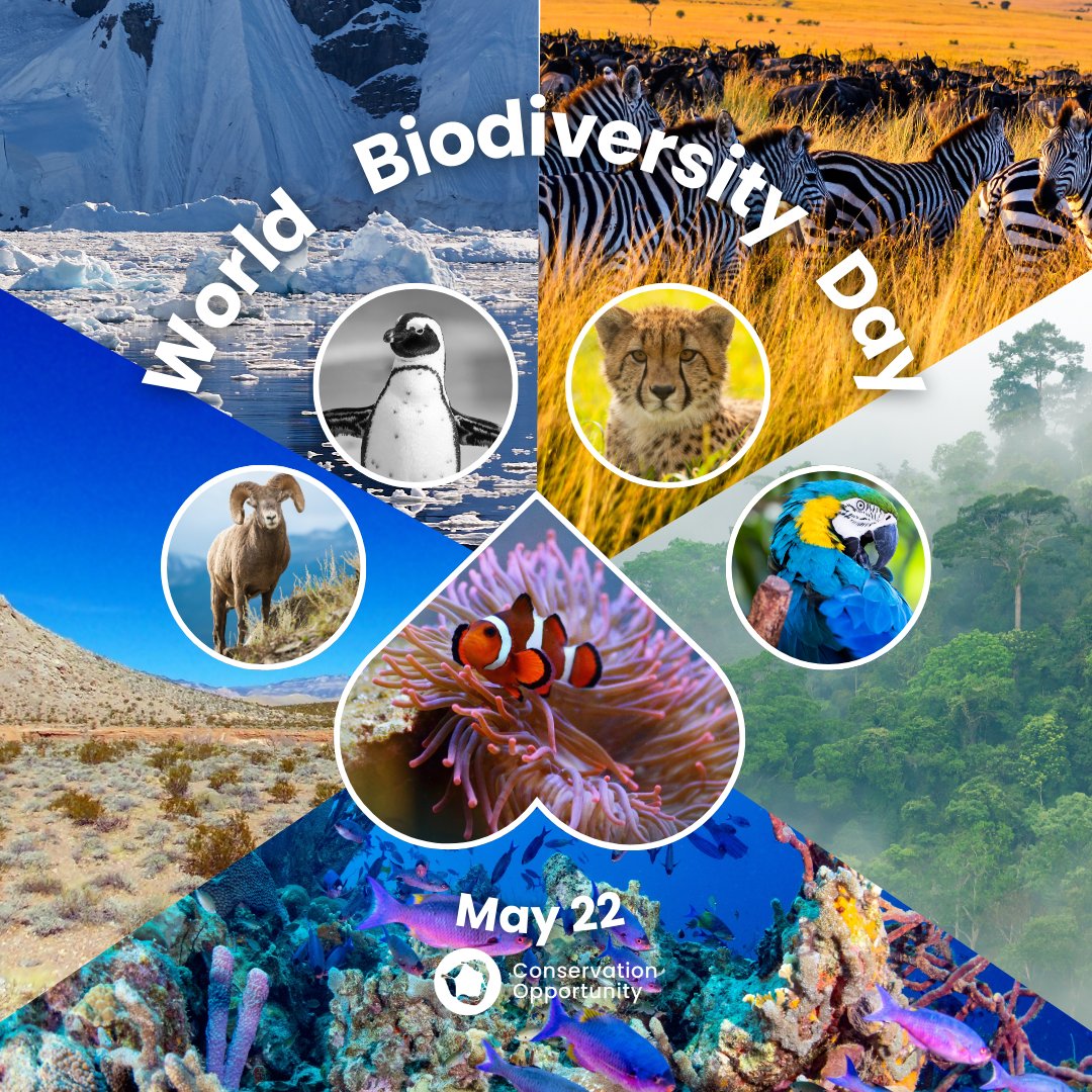 ConservationOpp's tweet image. ¡Celebremos nuestro mundo🌎, celebremos la biodiversidad🐻🐼🦁!
La biodiversidad es uno de los mayores tesoros que tenemos como humanidad 🦋, la oportunidad de convivir y depender de otras especies nos enseña que todos estamos conectados en el ciclo de la vida 🫶🏼