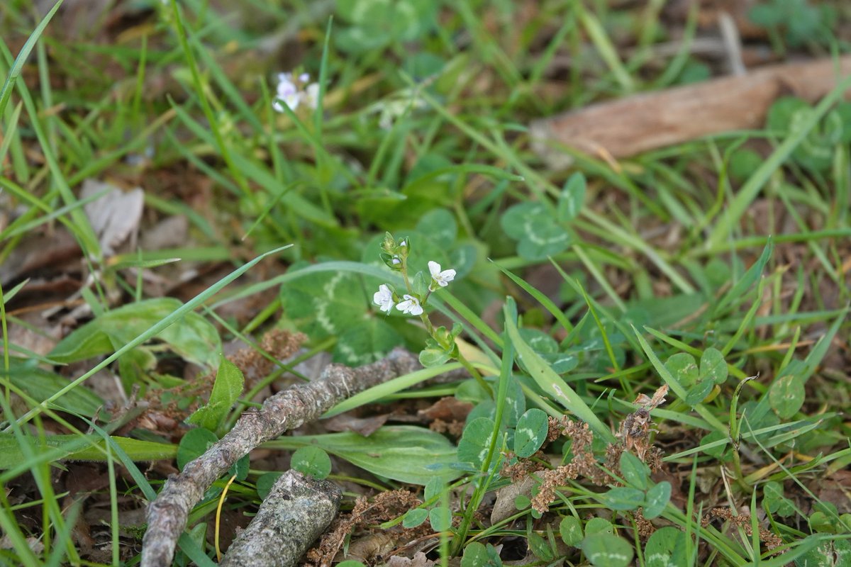 #wildflowerhourNL 
op de kleintjes gelet:
*  hondsviooltje
*  gewone spurrie
*  ringelwikke
*  tijmereprijs