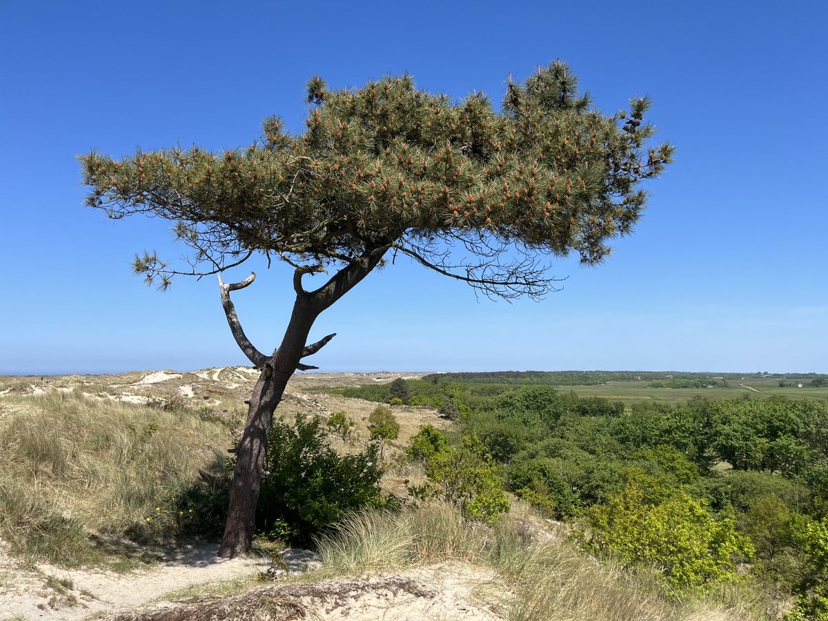 Waaiboom #Terschelling
