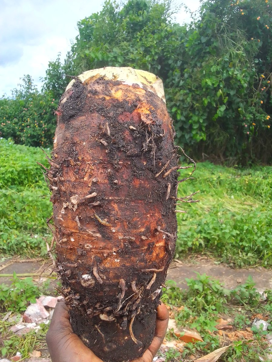 Agriculture is the foundation of every greatest civilization  hagataho muryoherwe😂😄