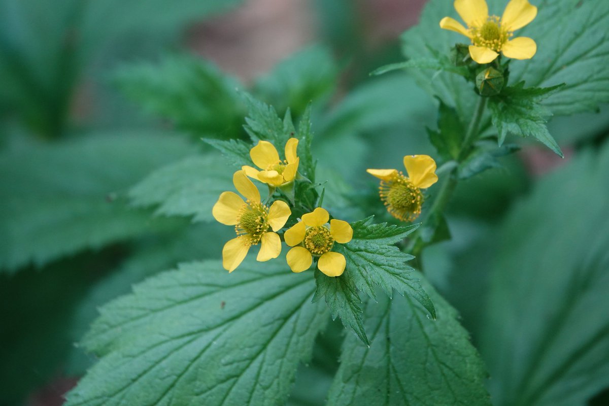 #wildflowerhourNL 
*  brem
*  margriet met landkaartje
*  muizenoor en kleine klaver
*  groot nagelkruid