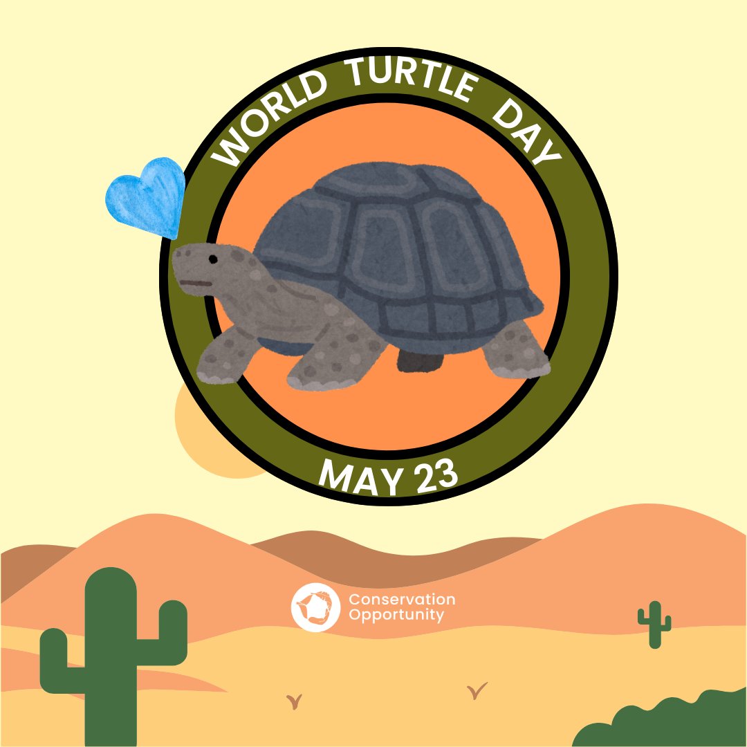 ConservationOpp's tweet image. Las tortugas son un regalo del mundo🐢💚, el que diga lo contrario no es mi amigo 👊🏽.
Feliz Dia Mundial de las Tortugas, hoy celebramos estos majestuosos animales símbolos de la sabiduría y la longevidad 💗