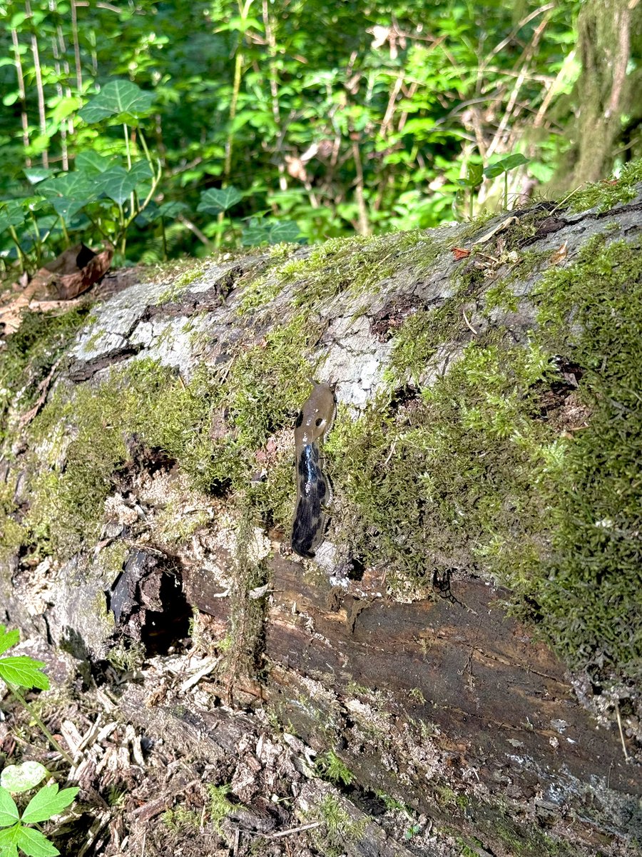baileyyxavier's tweet photo. some fun sights from our recent adventures 🐌🐇🏔️ https://t.co/ispDtbn1ia