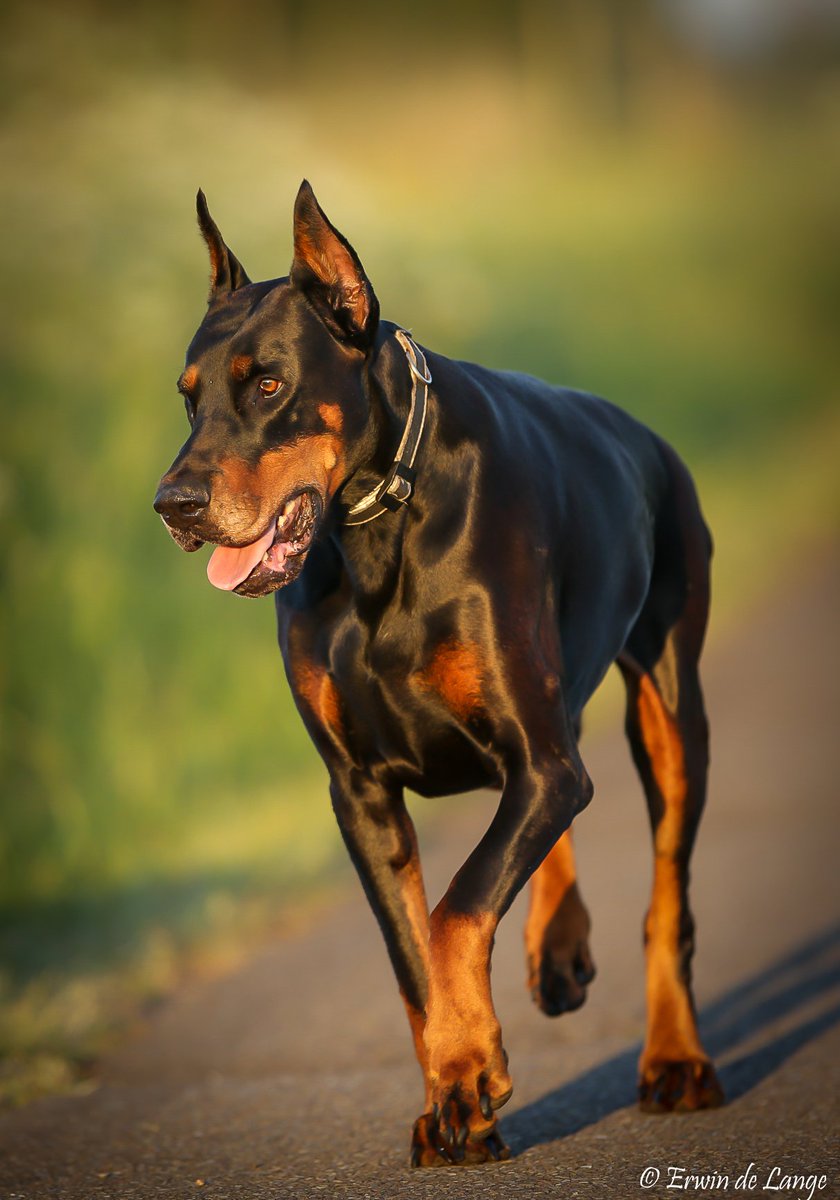 Rwindelange's tweet image. Dexx 🐾 #dobermann