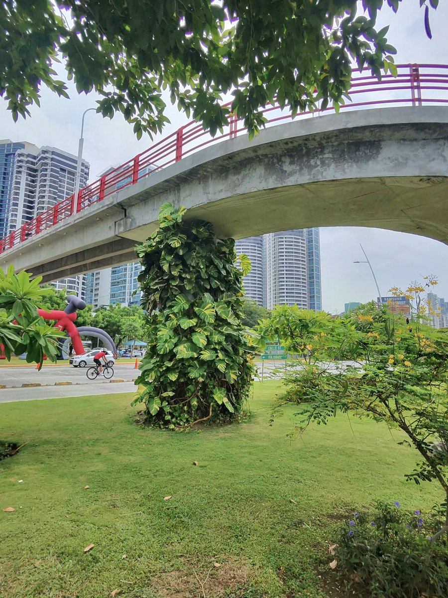 salvadoraviad's tweet image. ¡Estamos transformando la ciudad, columna por columna! 🌿🌱🍃
Los jardines verticales ya van creciendo , vamos para toda la ciudad. En coordinación con nuestros amigos del MOP, se sembraron más de 30 columnas, convirtiendo espacios grises en jardines llenos de Esperanza.