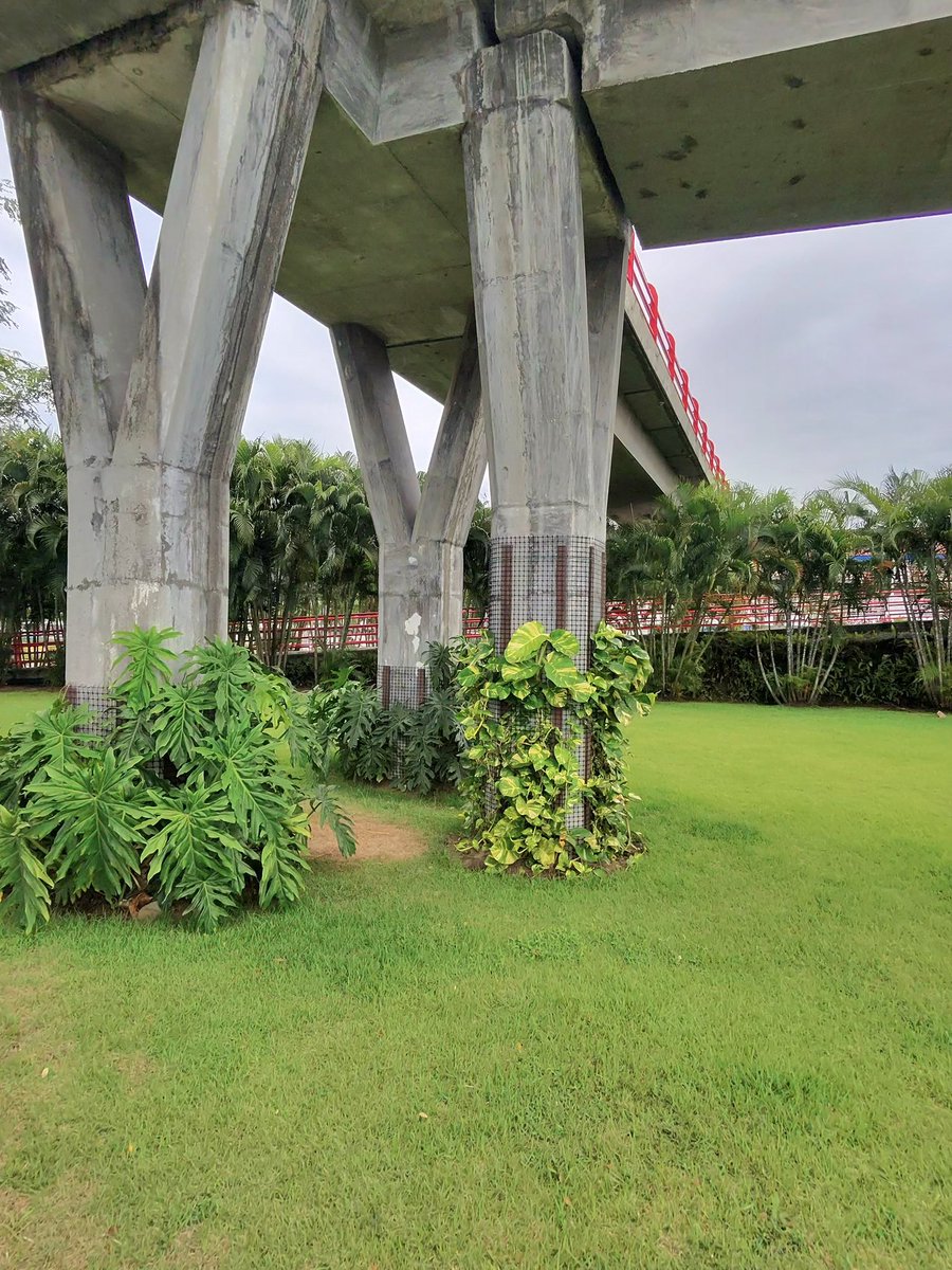 salvadoraviad's tweet image. ¡Estamos transformando la ciudad, columna por columna! 🌿🌱🍃
Los jardines verticales ya van creciendo , vamos para toda la ciudad. En coordinación con nuestros amigos del MOP, se sembraron más de 30 columnas, convirtiendo espacios grises en jardines llenos de Esperanza.