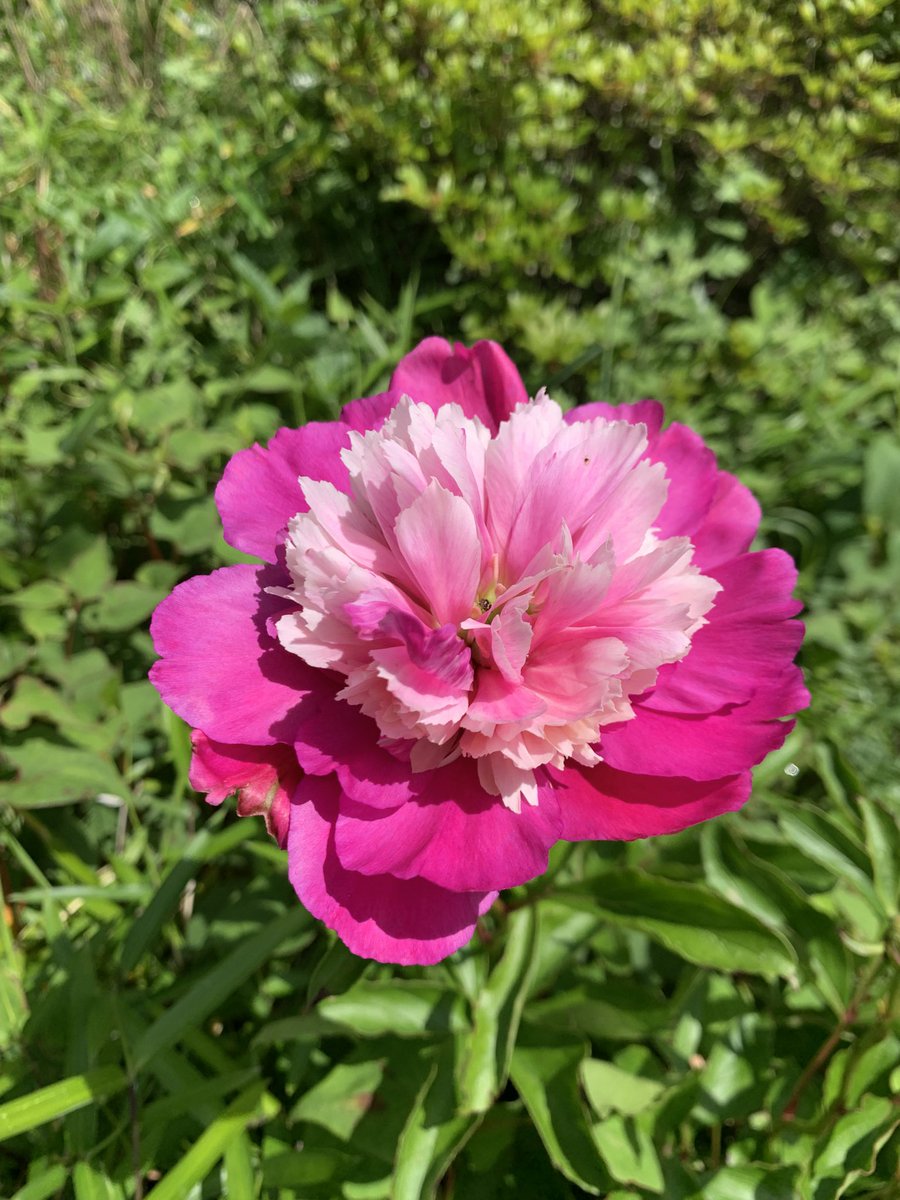 おはようございます
5月12日 #シャクヤク