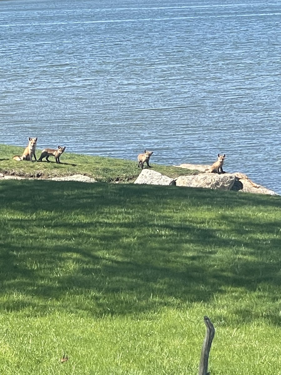 A family of foxes. Anyone else here a fan of wildlife? #animals #photography