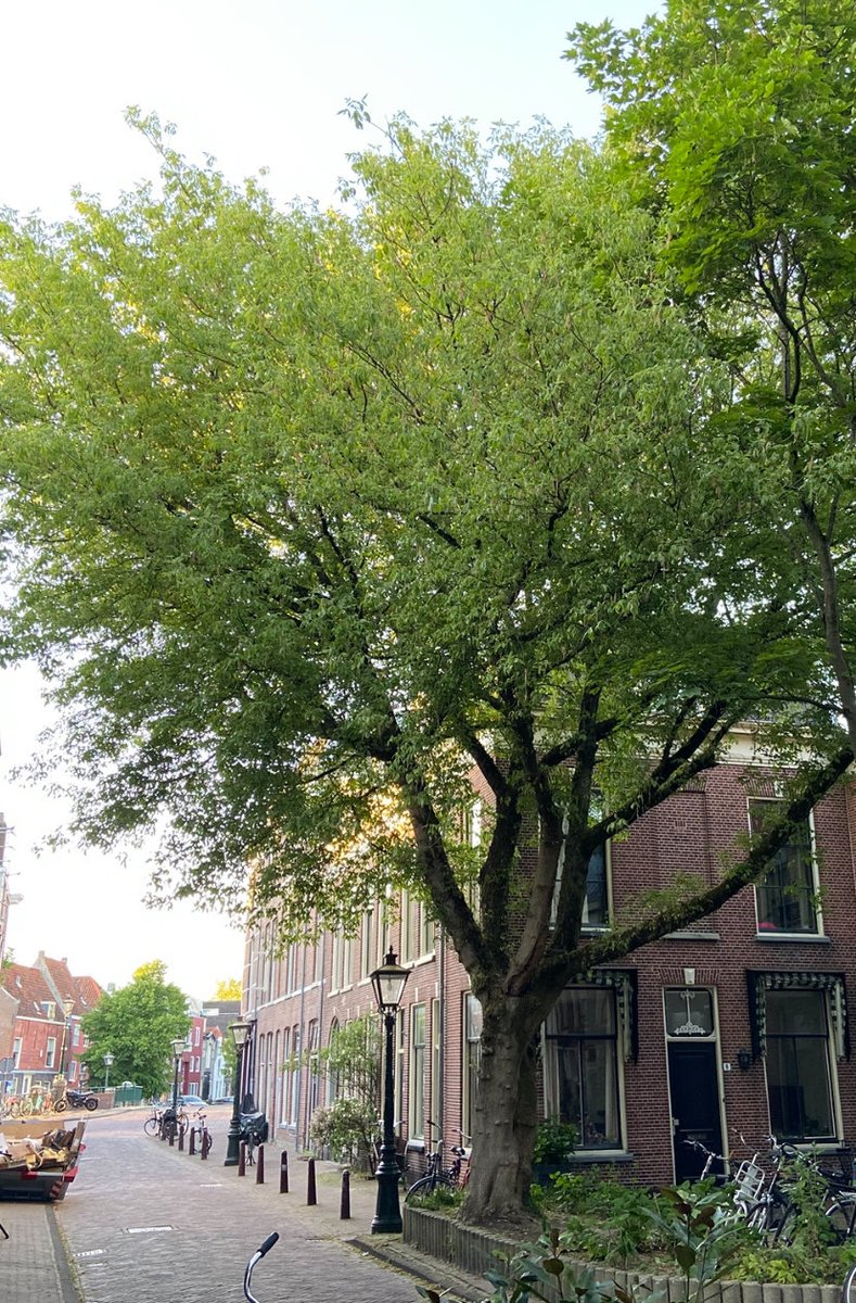 Een best bijzondere vorm: deze met zichzelf samengegroeide vederesdoorn (Acer negundo, aanplant 1975). Vollersgracht, Leiden 
#bomen