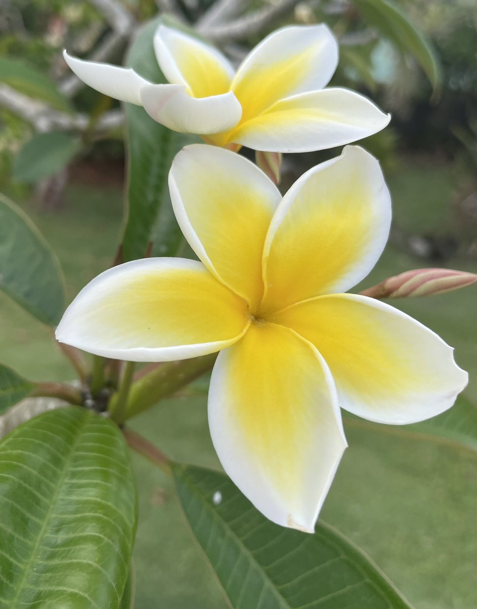 #FlowerReport plumeria sweetness
#Hilo #Hawaii

“May, Queen of blossoms and fulfilling flowers, with what pretty music shall we charm the hours?” ~Lord Edward Thurlow