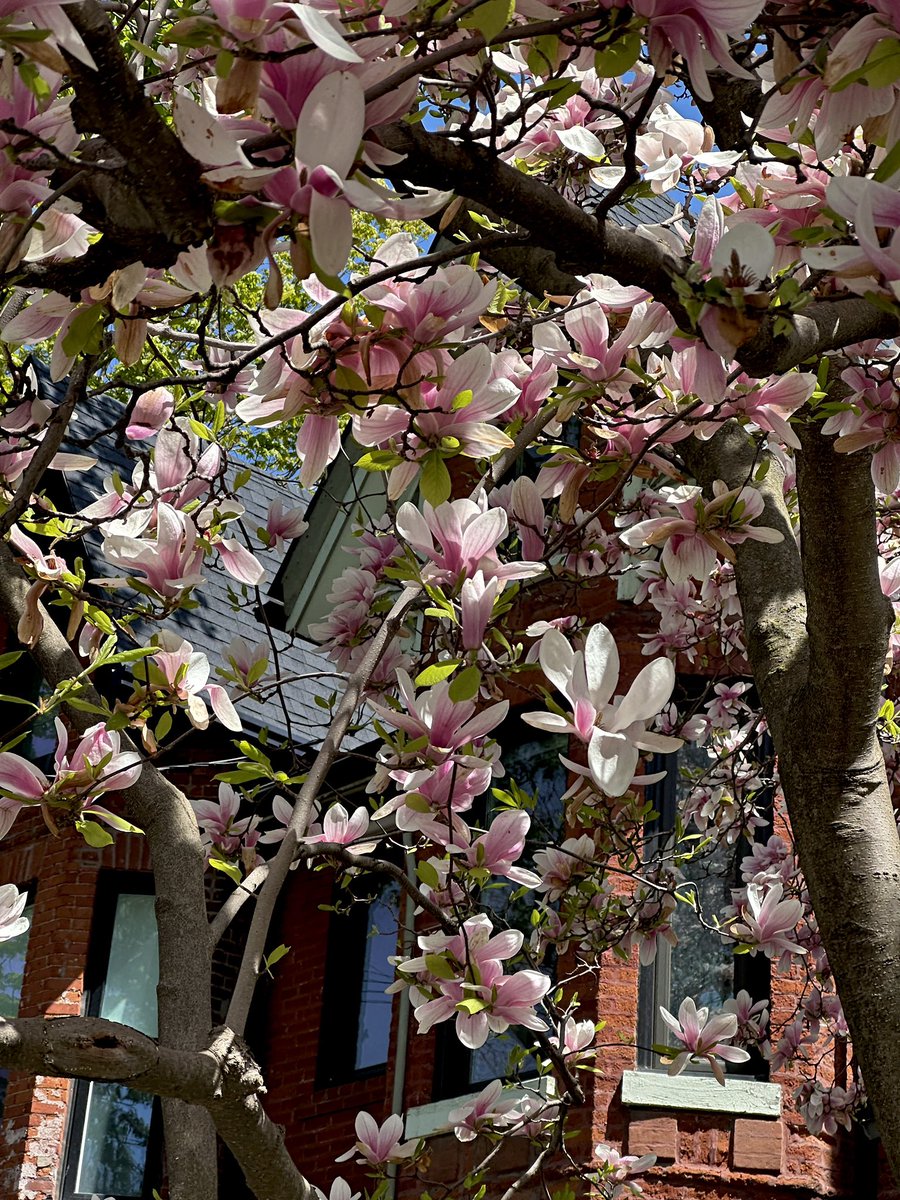 أريج tweet media