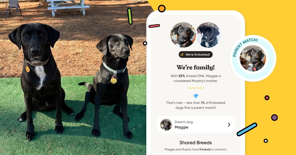 Maggie and Murphy, two supermutt (and super cute) strays, were picked up in Louisiana and sent to St. Hubert’s Animal Welfare Center in New Jersey. Using Embark’s new Relative Finder, the owners discovered that Maggie and Murphy were mother and son! bit.ly/4daz3DU