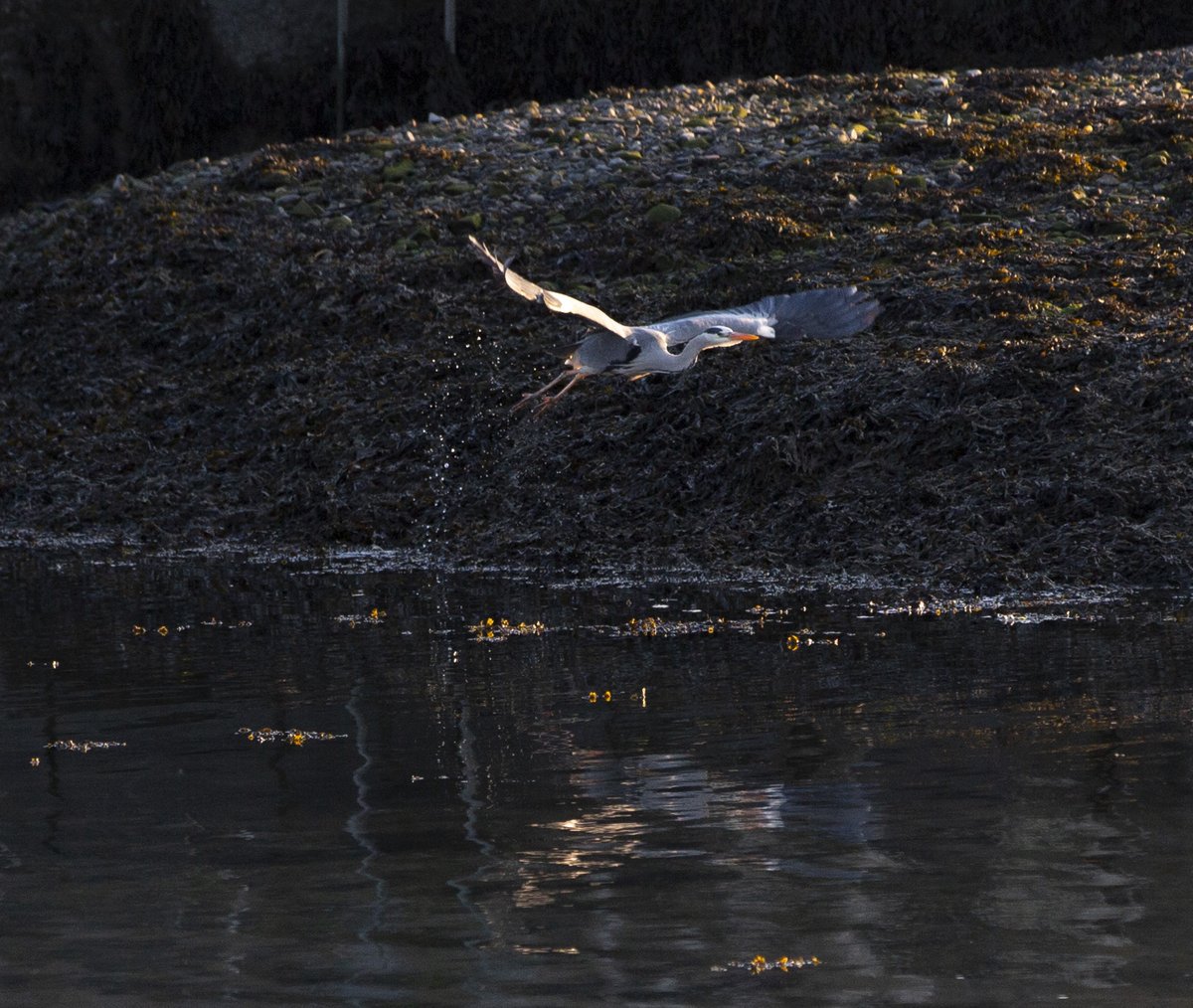 Caught this heron taking off at the Gold Coast the other night.