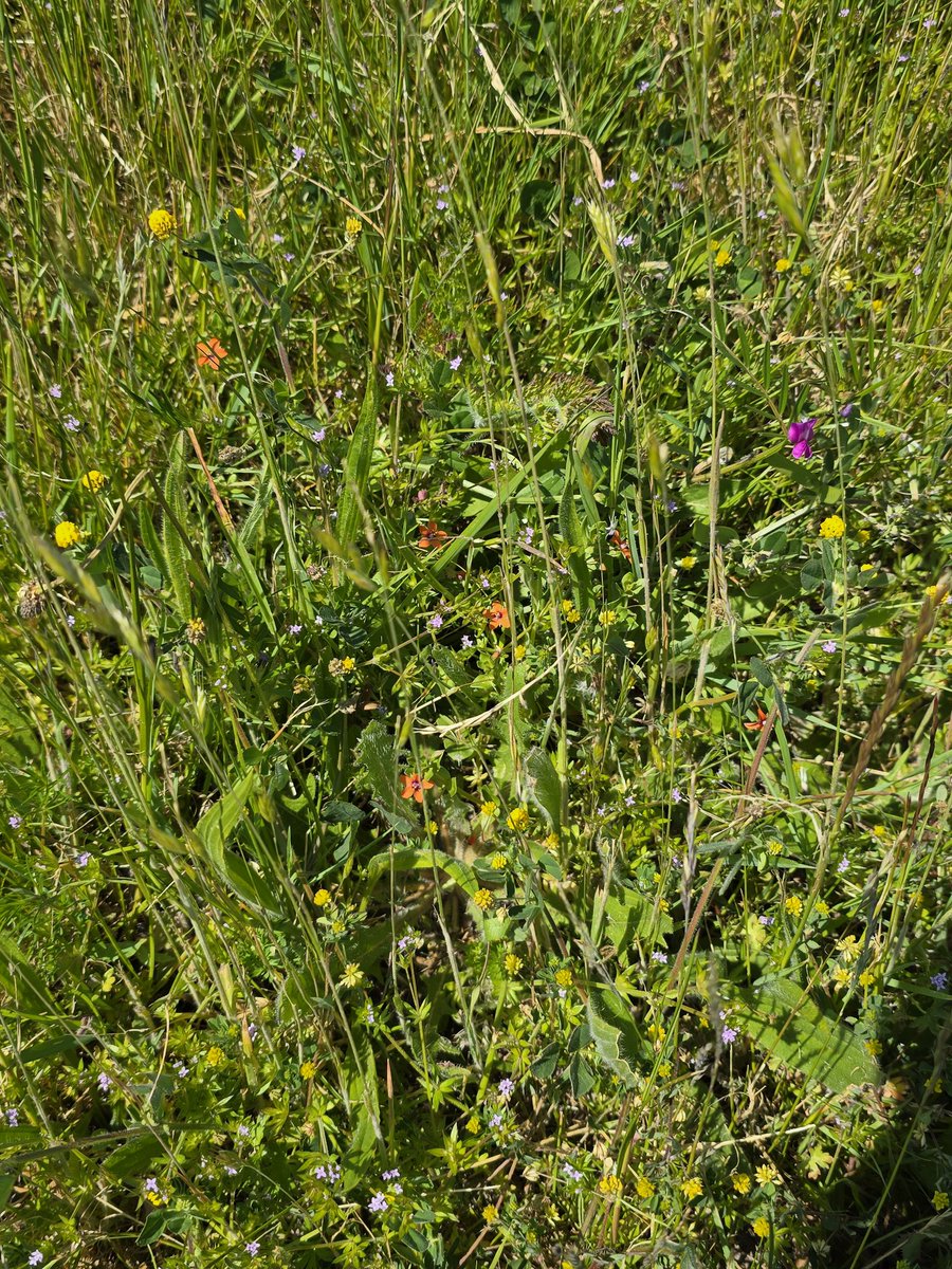 #wildflowerhourNL Rood guichelheil, Blauw Walstro.