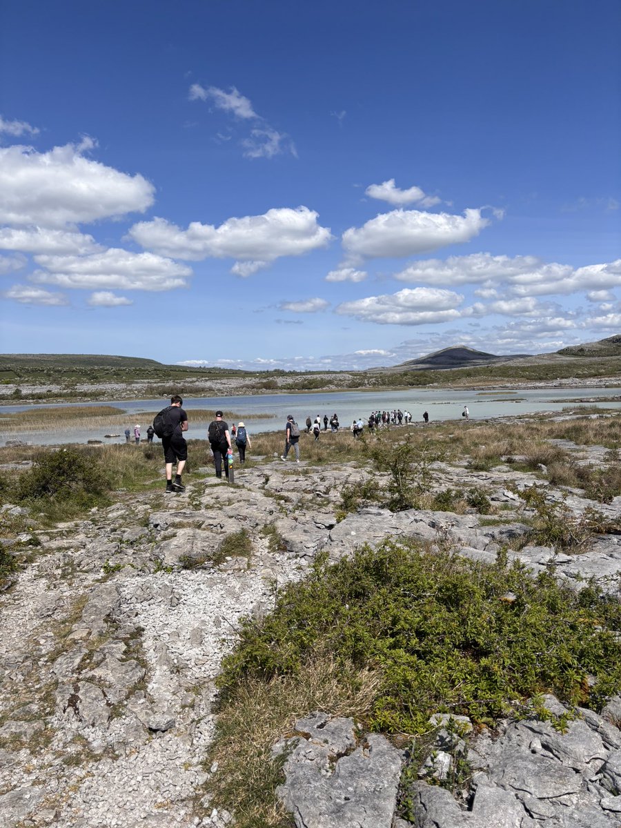 drmcoll's tweet photo. Just spent an amazing week in the field with undergrads from @TUDublinEnvPlan Mountain Avens in the Burren Co. Clare. #wildflowerhour @BSBIbotany @BSBI_Ireland https://t.co/wQS9RcW3iZ