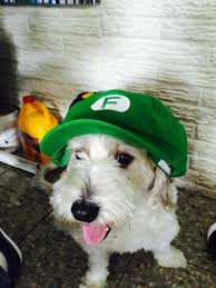elaksolotl's tweet photo. No me jodas... Que se te haya ido alguien que estuvo a tu lado desde hace años debe ser muy muy jodido. 
#Ripcurly https://t.co/C9ENGMoD2M