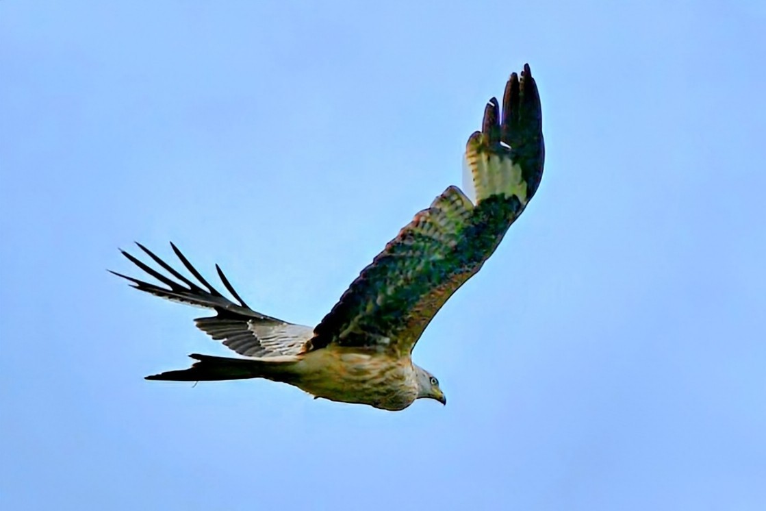 Dr Joost Heystek (@heystekj) on Twitter photo #rodewouw #redkite #birds #BirdsOfTwitter #birdphotography #vogelfotografie #vogels #vogelspotten #birdwatching #nikon #nikonphotography #wildleven #wildlifephotography <a href="/IamNikonNL/">Iamnikonnl</a> <a href="/NikonClubNL/">Nikon Club Nederland</a> #nature #naturephotography #rodewouw #redkite #birds #BirdsOfTwitter #birdphotography #vogelfotografie #vogels #vogelspotten #birdwatching #nikon #nikonphotography #wildleven #wildlifephotography <a href="/IamNikonNL/">Iamnikonnl</a> <a href="/NikonClubNL/">Nikon Club Nederland</a> #nature #naturephotography