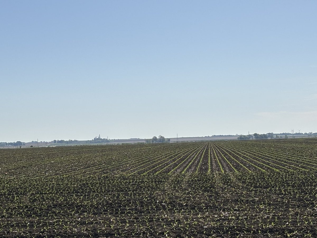 FS InVISION 6432P—popping up like it’s had three cups of coffee. Clean rows, strong stand, and looking like a field ready to flex. #FSInVISION #bigyields #6432P #farming ⁦<a href="/FSCooperatives/">FS</a>⁩