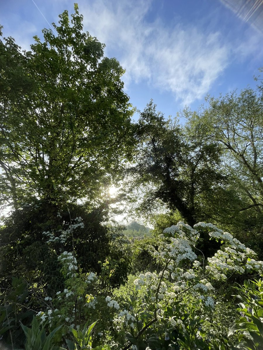 26 miles walked/run this week. Early summer blooms is the theme for this weeks photos. New total 457miles #NHS1000miles #nhs1000miles