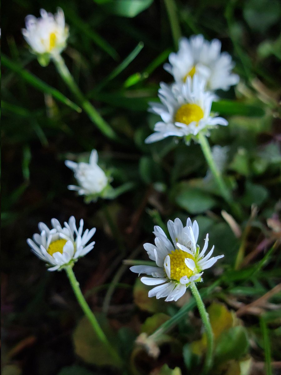 Augusta Lees (@augustalees) on Twitter photo Nearly missed #wildflowerhour so I popped outside to catch the daisies getting ready to sleep for the night.
Before you got to bed would some of my wildflower enthusiasts support this petition for clean air in healthcare π
petition.parliament.uk/petitions/7003β¦
<a href="/wildflower_hour/">wildflowerhour</a>
<a href="/BSBIbotany/">BSBI: Botanical Society of Britain & Ireland</a> Nearly missed #wildflowerhour so I popped outside to catch the daisies getting ready to sleep for the night.
Before you got to bed would some of my wildflower enthusiasts support this petition for clean air in healthcare π
petition.parliament.uk/petitions/7003β¦
<a href="/wildflower_hour/">wildflowerhour</a>
<a href="/BSBIbotany/">BSBI: Botanical Society of Britain & Ireland</a>