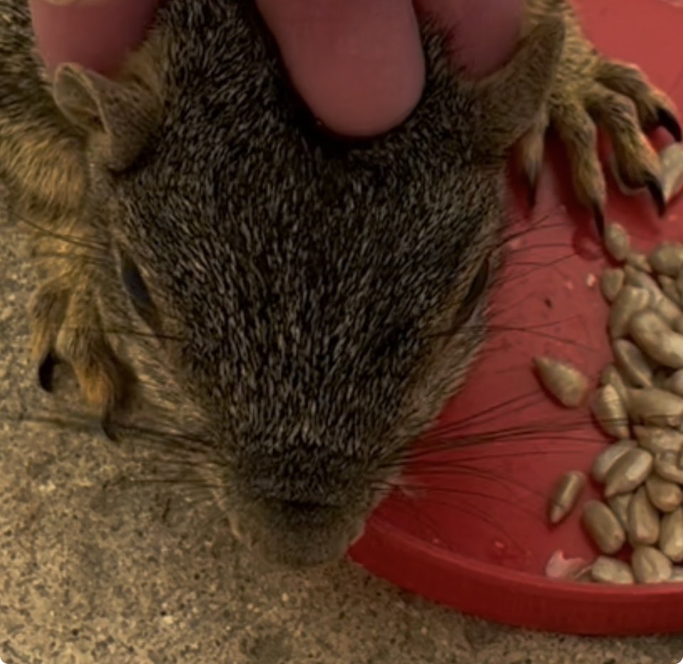Redwhiteblue221's tweet photo. 🐿️✋💆🧖 https://t.co/NBaPOYvGsp