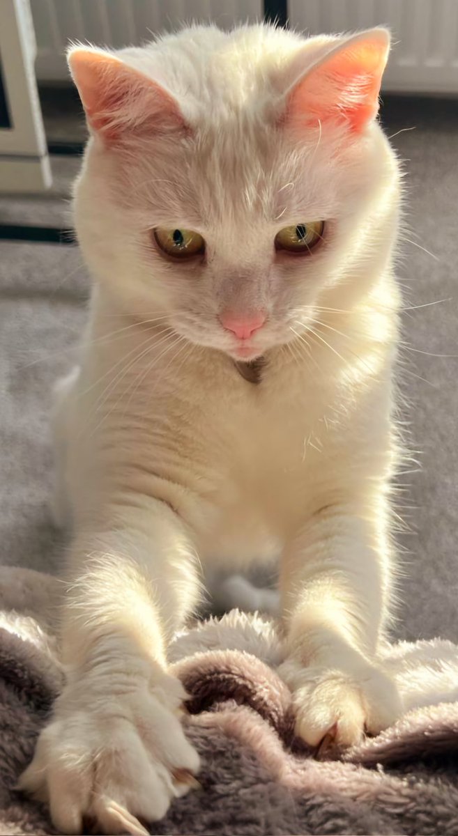 The Pink Panther....