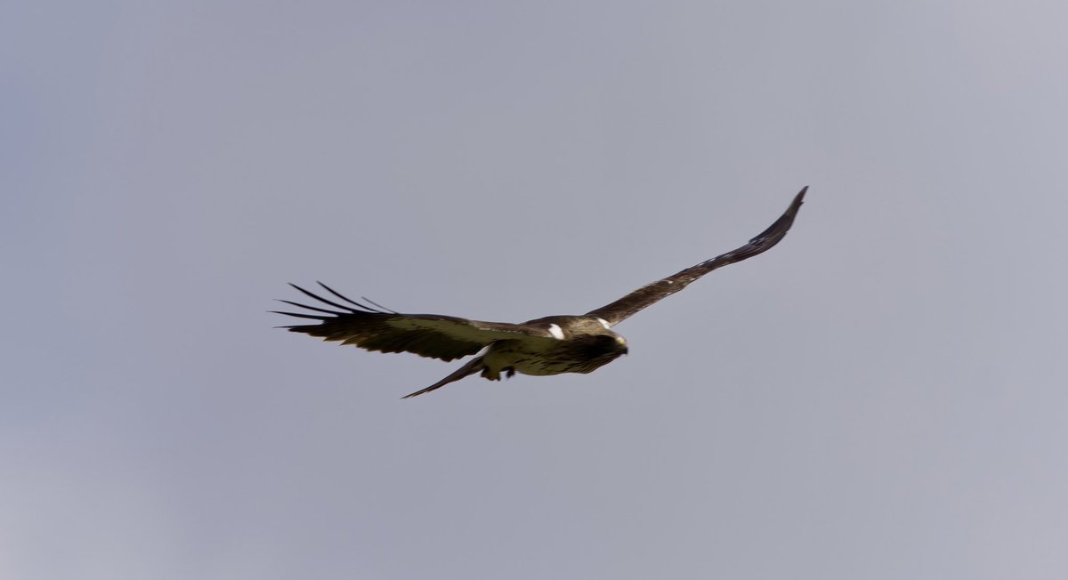 Valcargado # Cadizprovince is a wonderful place for eagles.  Today in a light poniente breeze. Bonelli’s Eagle, Golden Eagle, Booted Eagle and more distant Spanish and Short-toed Eagle.