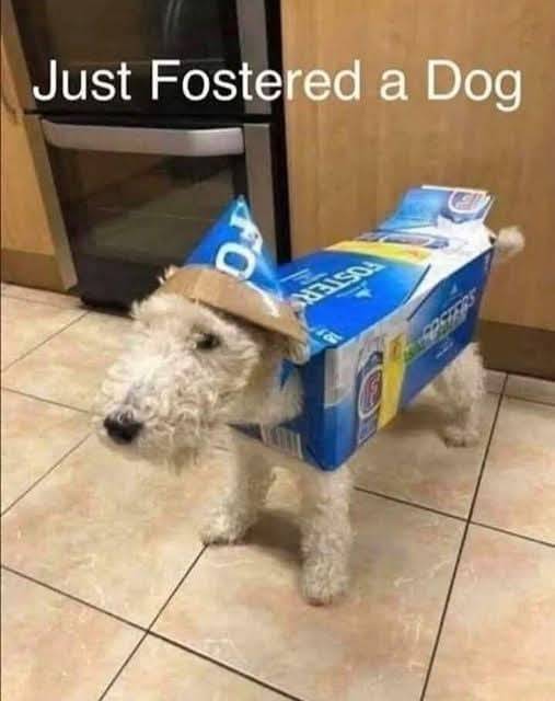 Heckin Good Dogs (@heckingooddogs) on Twitter photo 