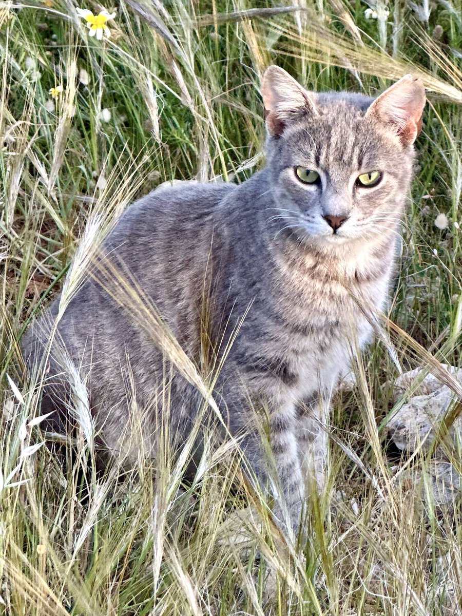 Cats of Iraklia tweet media