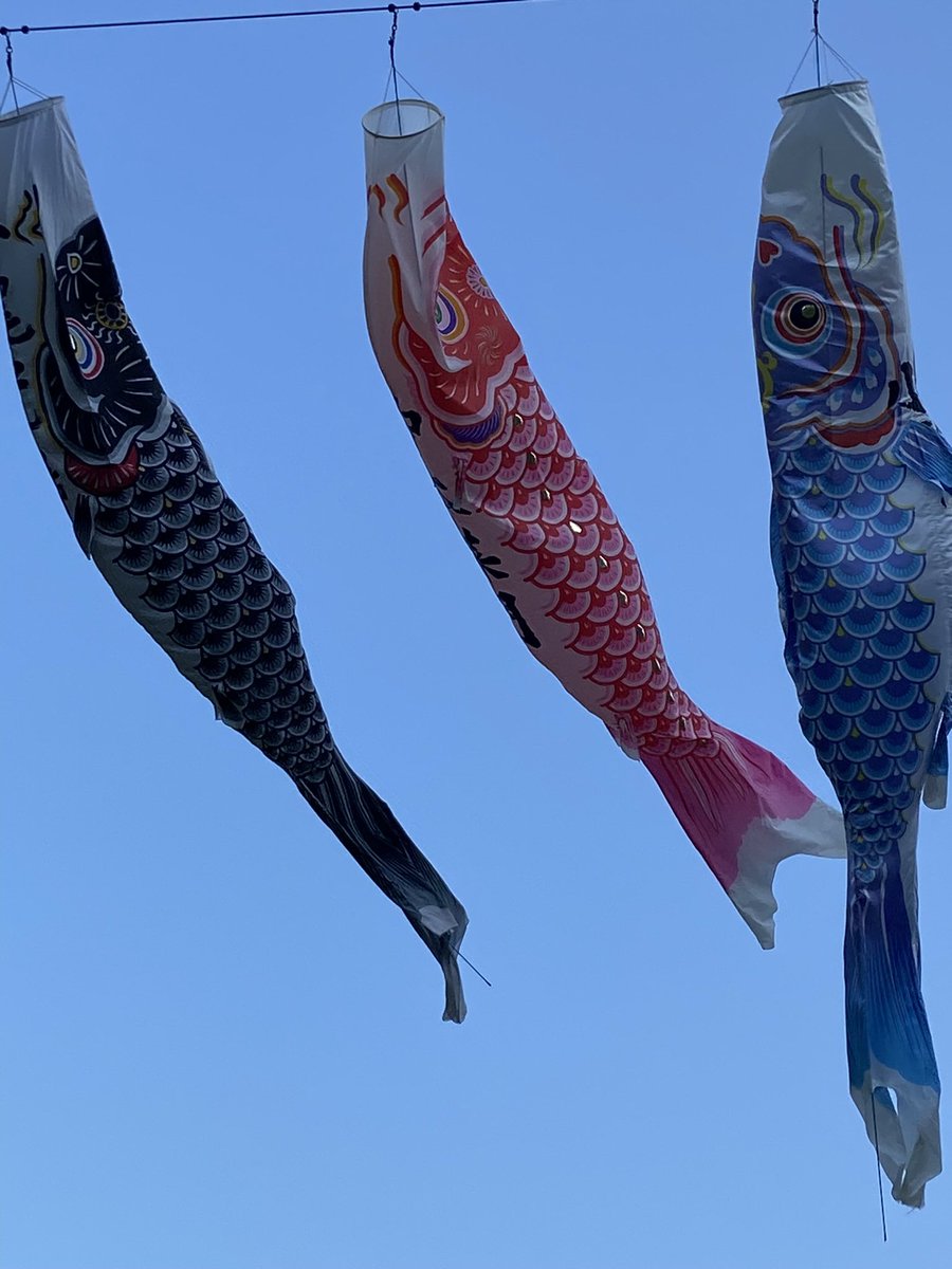 鯉のぼり