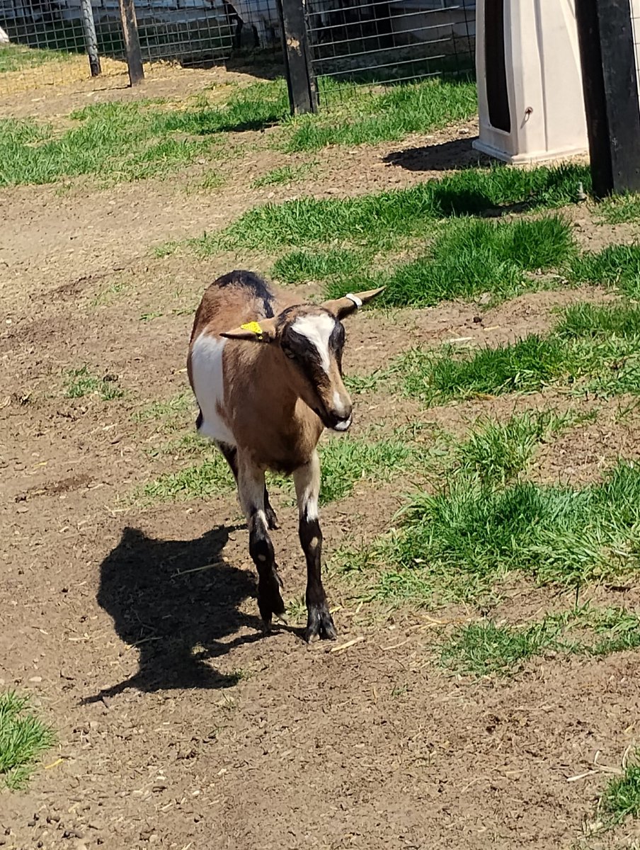 Stopped to see goats and more at a goat dairy.  😃