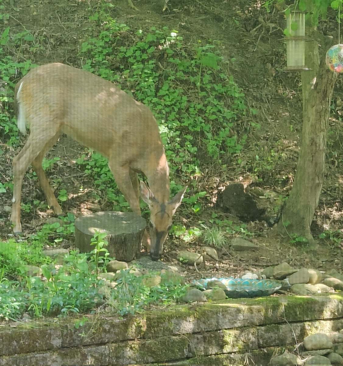 My deer friends are here! This one doe has such interesting facial markings. Unfortunately, no one will let the little boy, farthest up on the slope, eat the sunflower seeds. 🫤
