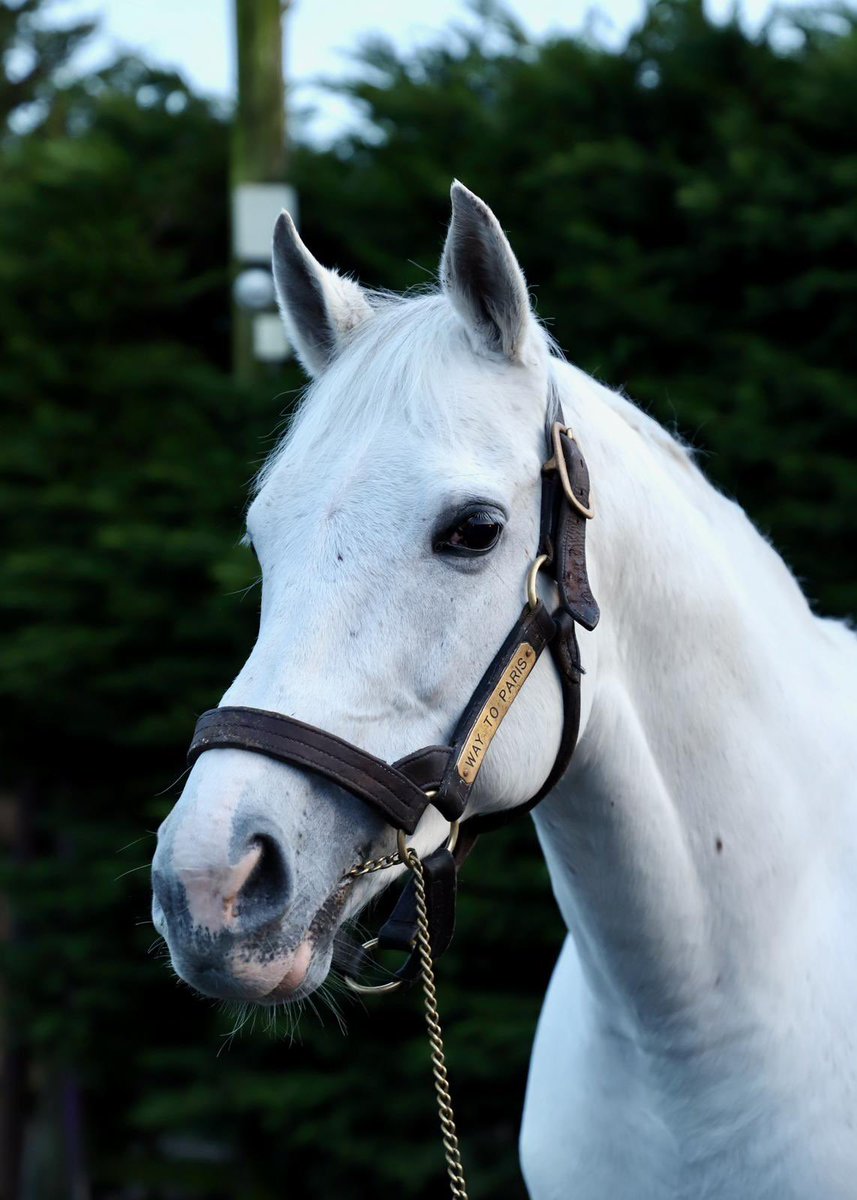 🚨 📣𝒲𝒜𝒴 𝒯𝒪 𝒫𝒜ℛℐ𝒮 🇫🇷 
Swinton Hurdle <a href="/haydockraces/">Haydock Park Races</a> winner Our Champ by Champs Elysees for <a href="/Chrisgordonrac1/">Chris Gordon Racing</a> &amp; <a href="/freddie68528641/">freddie gordon</a> 
Gr.1 Winner 𝒲𝒜𝒴 𝒯𝒪 𝒫𝒜ℛℐ𝒮 is his only son at stud
1st Crop 3yo’s 2025
💶 Foals sold €25k, €23k, €23k, etc
☎️086-2314066
🖥️