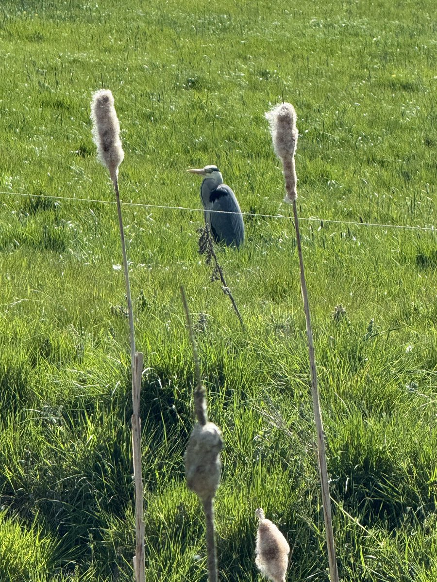 Charlotte Waite (@w8charlotte) on Twitter photo Spotted this handsome heron a few weeks ago #dentistswithherons
<a href="/EddieCrouch/">Eddie Crouch</a> <a href="/JnnyHarris/">Jenny Harris</a> Spotted this handsome heron a few weeks ago #dentistswithherons
<a href="/EddieCrouch/">Eddie Crouch</a> <a href="/JnnyHarris/">Jenny Harris</a>