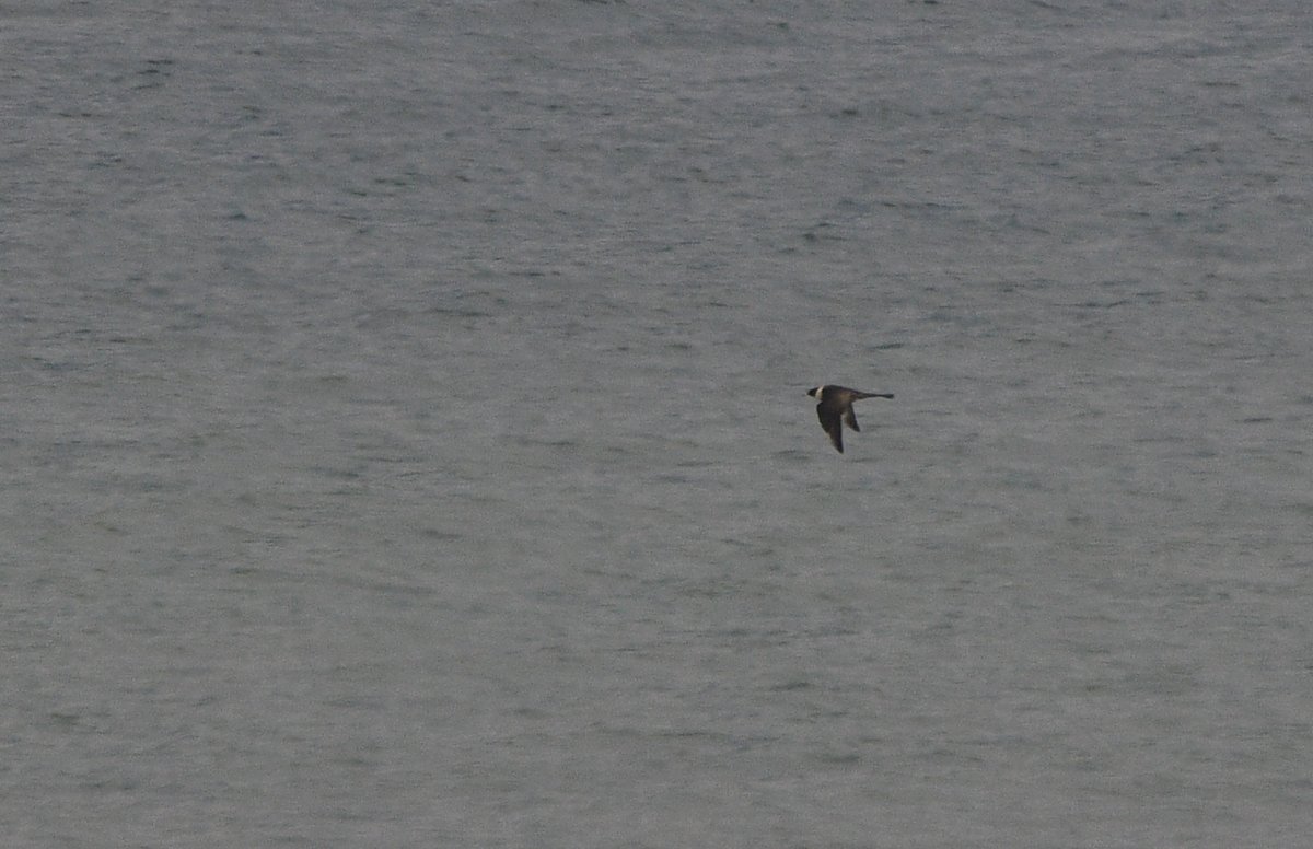 Today's seawatching highlights now on <a href="/trektellen/">Trektellen.org</a>. Any spring day with all four skuas species recorded is a very good day!