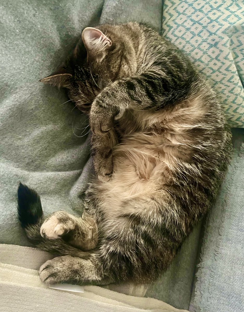 I’m very embarrassed from all the compliments! Thank you, but I will always think of myself as a tubby tabby with a blotch on my nose and someone else’s leg!