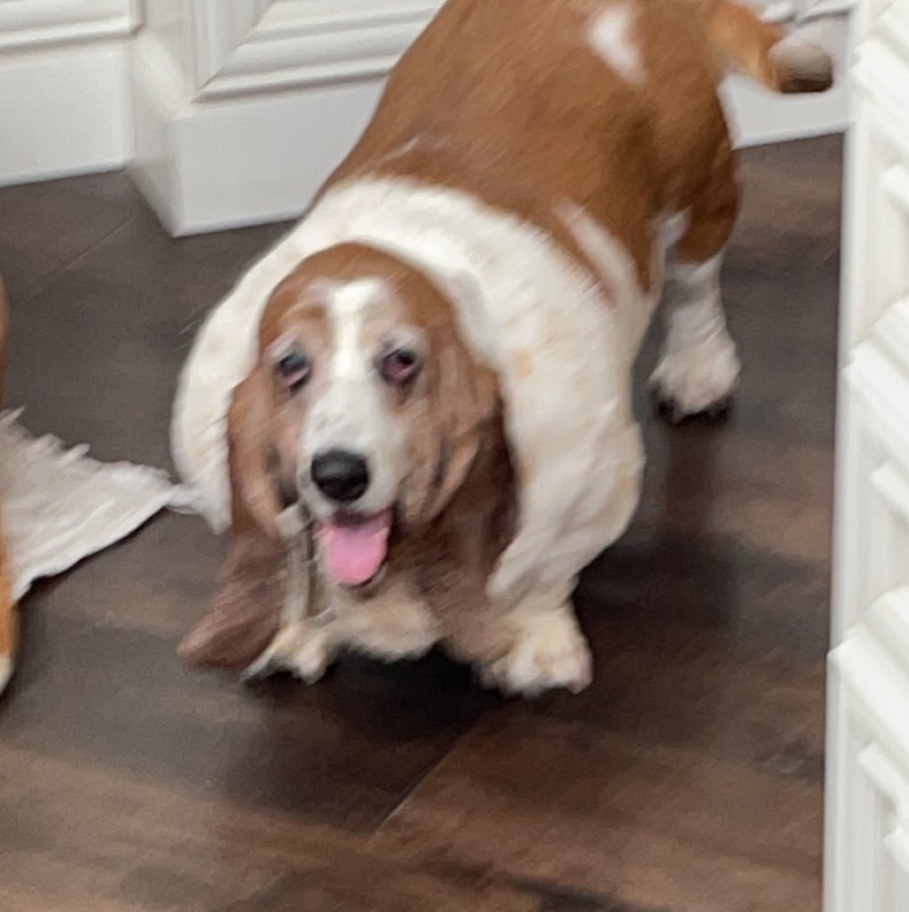 bagridbagrid's tweet photo. imagine owning this dog and then doing mushrooms. https://t.co/0r9Pat2jtC