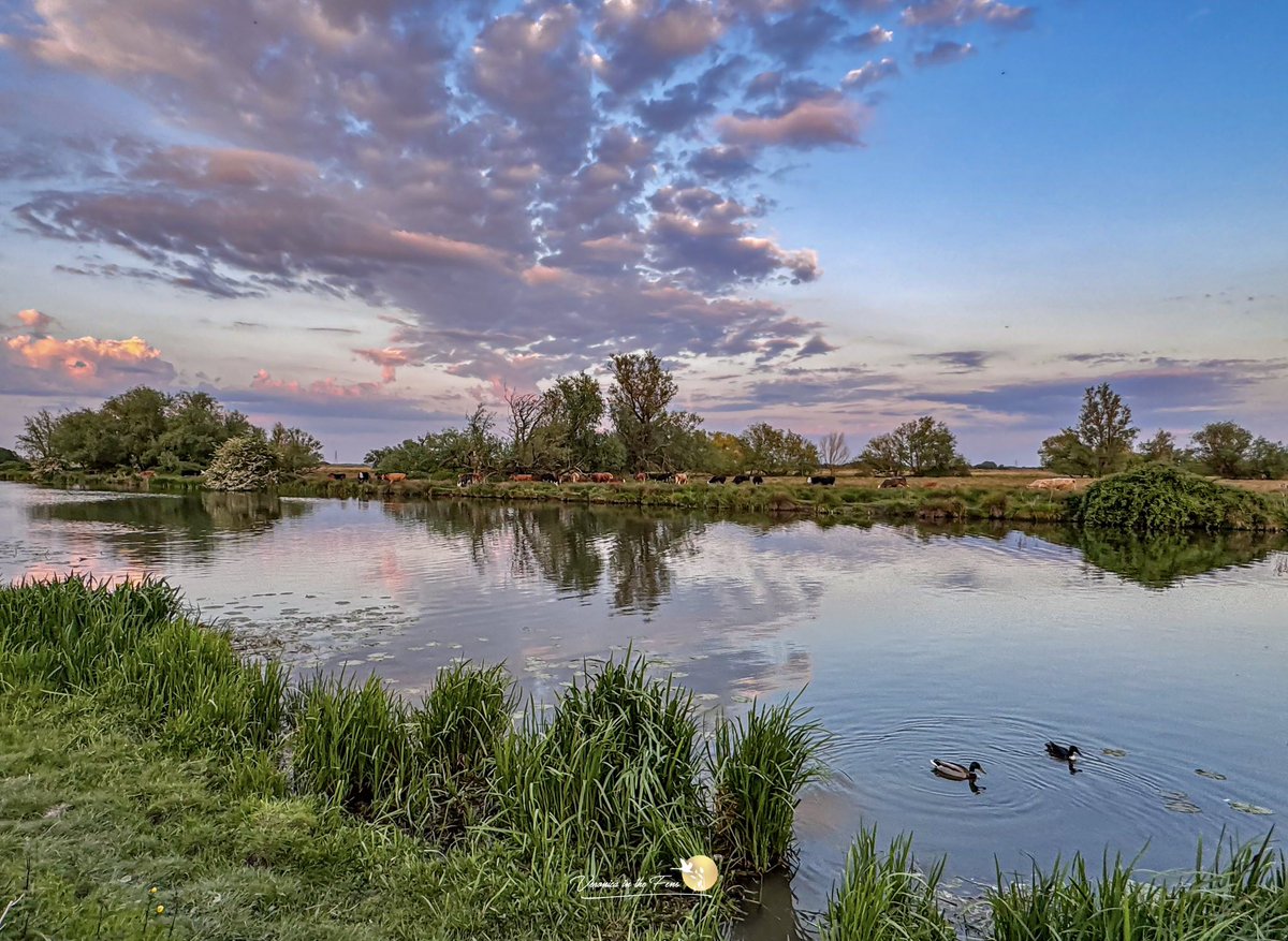 Veronica in the Fens 🧚🏼‍♀️ My Heart in Nature tweet media