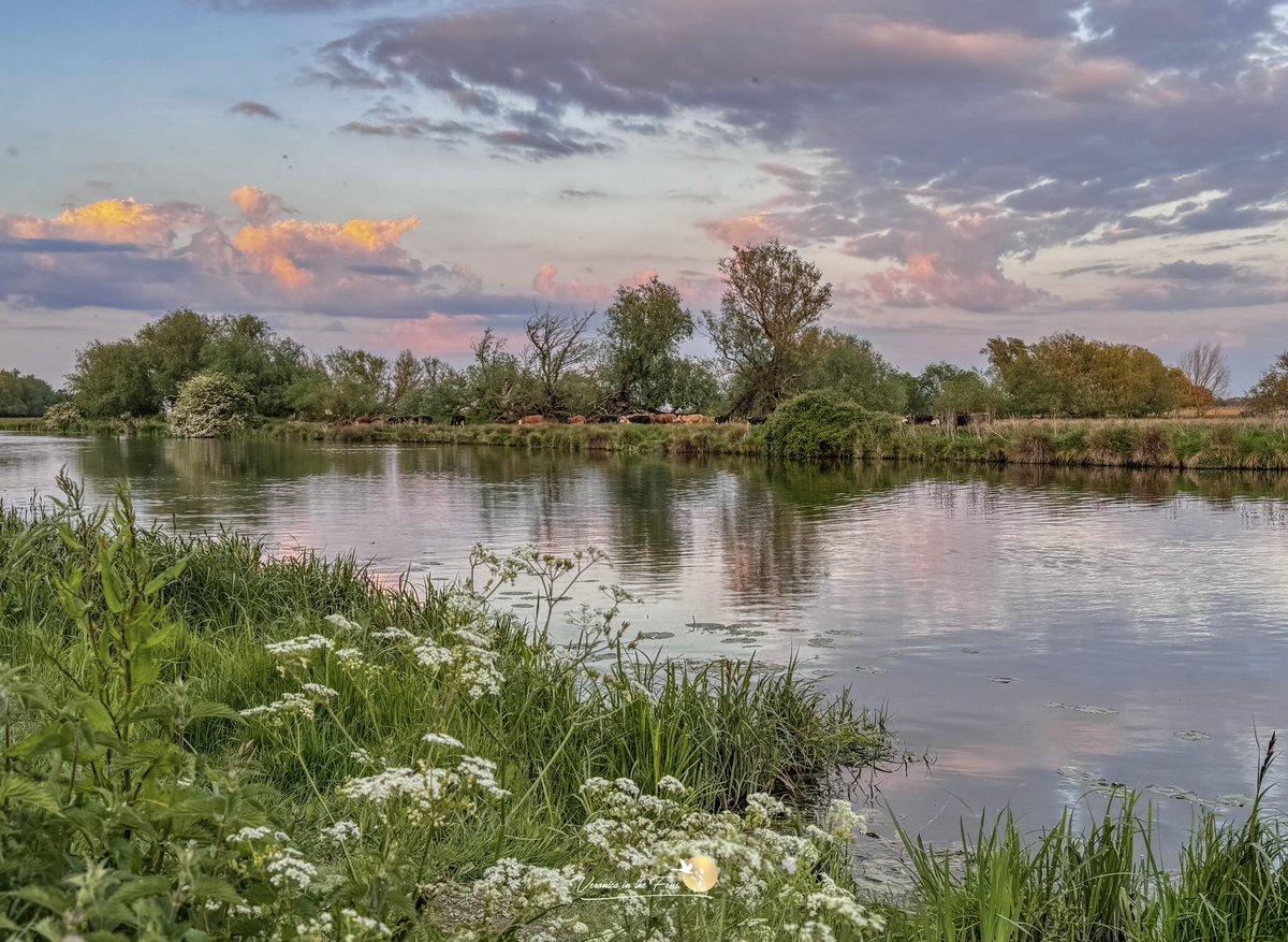 Veronica in the Fens 🧚🏼‍♀️ My Heart in Nature tweet media