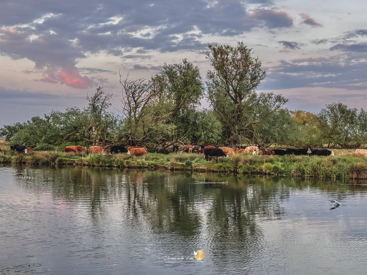 Veronica in the Fens 🧚🏼‍♀️ My Heart in Nature tweet media