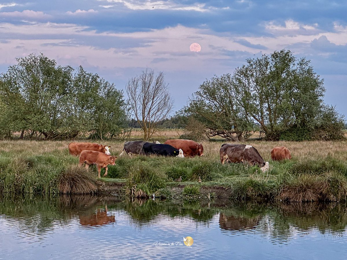 Veronica in the Fens 🧚🏼‍♀️ My Heart in Nature tweet media