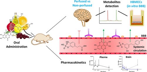 New paper out!🙌
We’re proud to share our latest publication in JAFC:
“Metabolic Profiling of a Mediterranean-Inspired (Poly)phenol-Rich Mixture in the Brain: Perfusion Effect and In Vitro Blood–Brain Barrier Transport Validation”
👇 doi.org/10.1021/acs.ja…