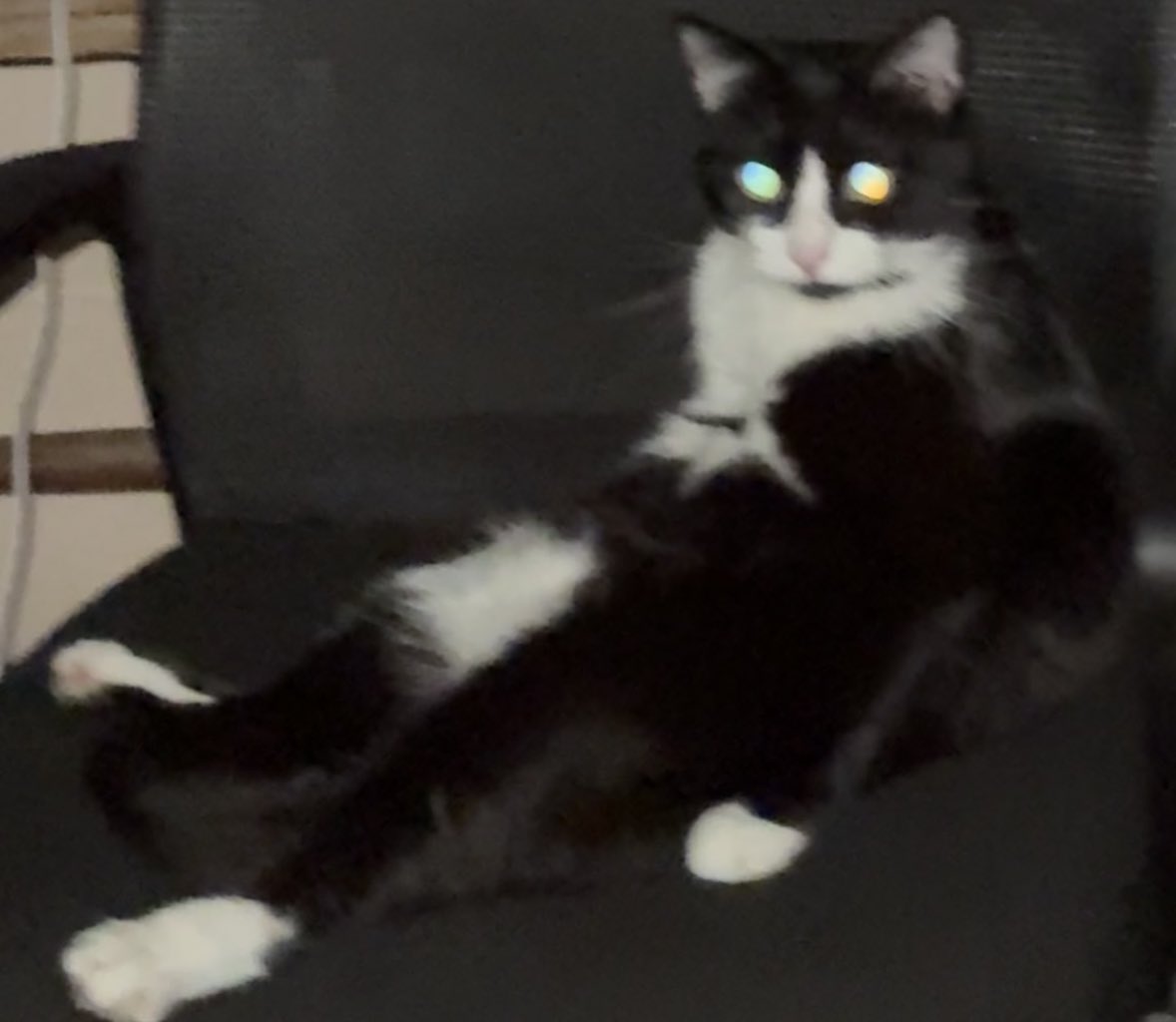 illghostie's tweet photo. @crumbusthecat my cat 2 https://t.co/KhcAfIrU51