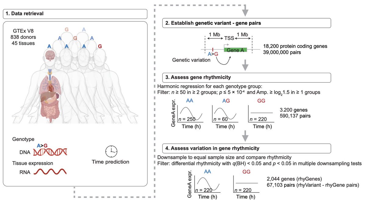 MariosGeorgakis's tweet photo. A big week for genetics, omics, and precision medicine — so many exciting reads🧬

1⃣Circadian gene expression regulation by rhythmic genetic variants
2⃣In vivo tracking of ASO delivery in the brain
3⃣eQTL mapping vs. CRSPRi screening for detecting causal genes in GWAS loci
4⃣Real-time assessment of coronary plaque biocomposition
5⃣Largest GWASs for eating disorders
6⃣Cross-platform proteomics comparisons
7⃣Serial single-cell RNAseq of glioblastoma
8⃣Scaling colocalization to multiple molQTLs and GWAS datasets